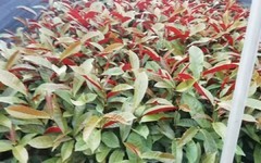 漳州红背桂，物美价廉质量优
